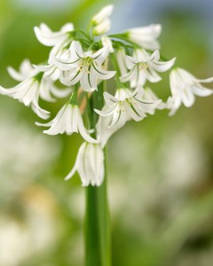 Allium triquetrum